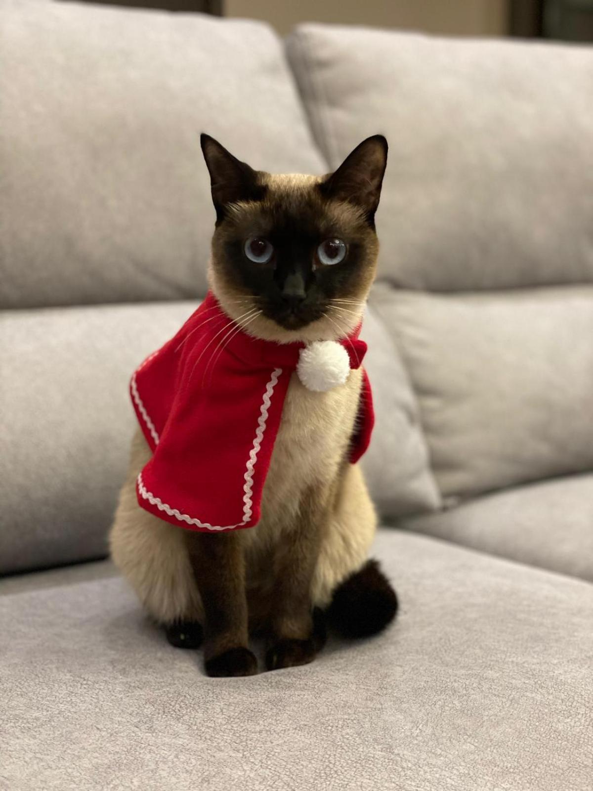 Modern With River Views, Sunrise & Friendly Cats Privat bolig *